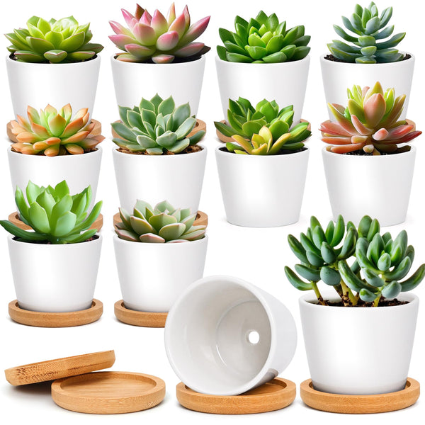 T4U 2.5 Inch Small White Succulent Planter Pots with Bamboo Tray round Set of 12, Ceramic Succulent Air Plant Flower Pots Cactus Faux Plants