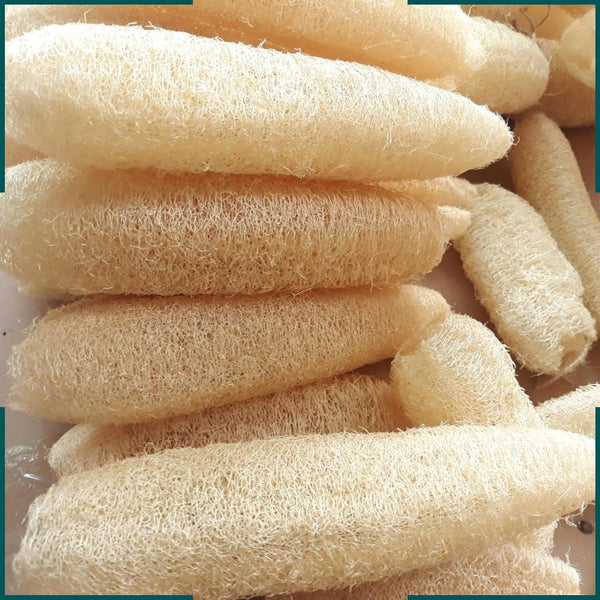10 Pcs (5 – 7 Inches) Shower Loofah Exfoliating Body Scrubber | Natural Loofah Sponge | Bath for Loofah for Men and Women | Pack of 10 1 Count