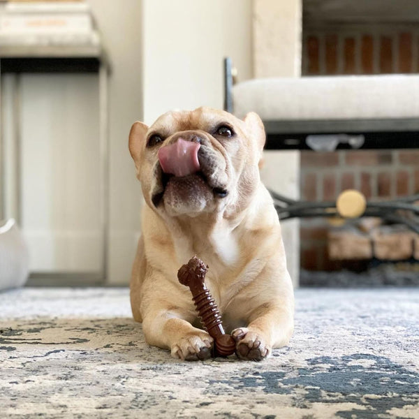 Nylabone Power Chew Dental Groove Bone Dog Chew Toy, Flavor Medley, Small Small Brown