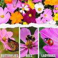 Seed Needs Flower Seeds Cosmos Original Crazy Blend 10+ Varieties Bulk Pack Medium Pack Crazy Cosmos Mix