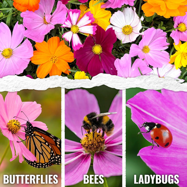 Seed Needs Flower Seeds Cosmos Original Crazy Blend 10+ Varieties Bulk Pack Medium Pack Crazy Cosmos Mix