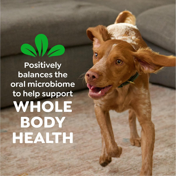 Greenies Original Regular Natural Dental Care Dog Treats, 12 Oz. Pouch (12 Treats)