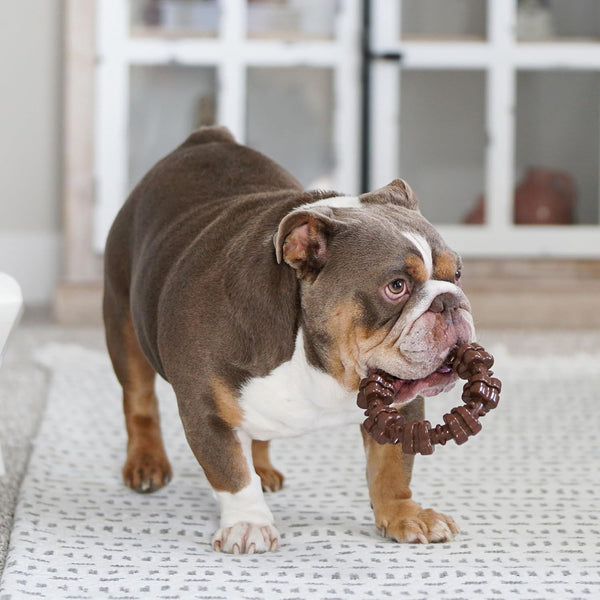 Nylabone Power Chew Textured Ring Dog Chew Toy, Flavor Medley, X-Large | Durable dog toys, long lasting, discourages destructive chewing,