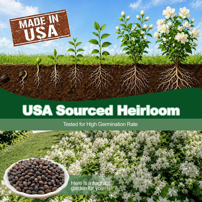 100+ Climbing Jasmine Flower Seeds Fragrant Plant for Planting Garden Home Four Seasons Evergreen Silver Jasmine Garden Balcony Climbing Flower