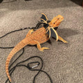 3 Size Pack Bearded Dragon Leashes and Harnesses, Bearded Dragon Harness, Soft Leather Detachable Adjustable Reptile Lizard Wing Leash (Black)