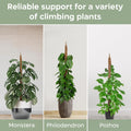 2 Pack 28'' Bendable Moss Pole Monstera Plant Support for Climbing Indoor Plants - Stakes for Potted Climbers - Tall Sticks Indoor Trellis for
