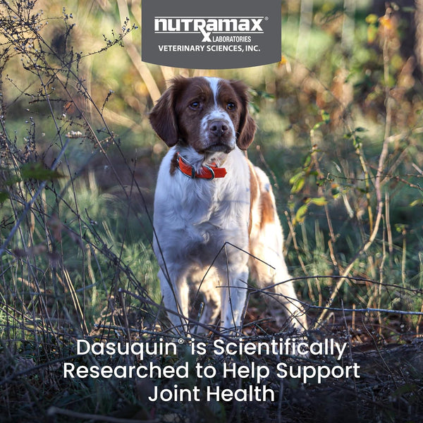 Nutramax Dasuquin MSM Joint Supplement, Small/Med Dogs, Soft Chews, 84ct | Glucosamine and Chondroitin, ASU & MSM, Dog Joint Support, For Dogs