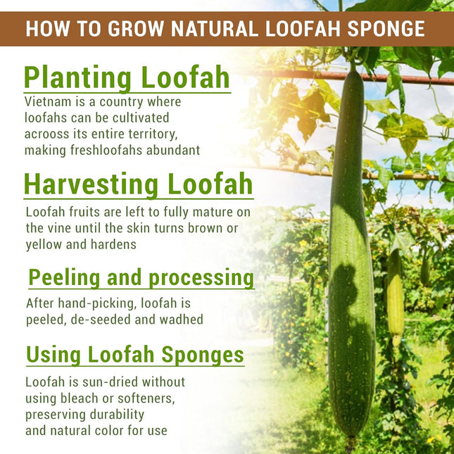Natural Vietnamese Loofah Sponge, 100% Plant-Based Luffa Exfoliating Body Scrubb