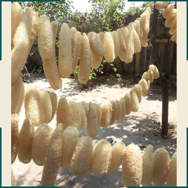10 Pcs (5 – 7 Inches) Shower Loofah Exfoliating Body Scrubber | Natural Loofah Sponge | Bath for Loofah for Men and Women | Pack of 10 1 Count