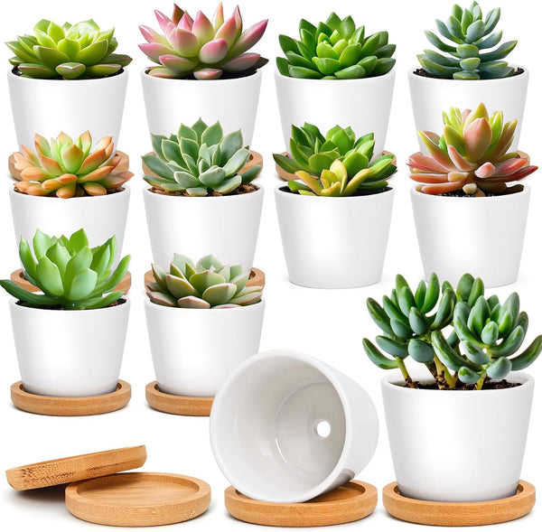 T4U 2.5 Inch Small White Succulent Planter Pots with Bamboo Tray round Set of 12, Ceramic Succulent Air Plant Flower Pots Cactus Faux Plants