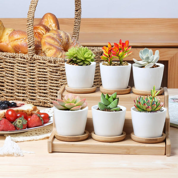 T4U 2.5 Inch Small White Succulent Planter Pots with Bamboo Tray round Set of 12, Ceramic Succulent Air Plant Flower Pots Cactus Faux Plants