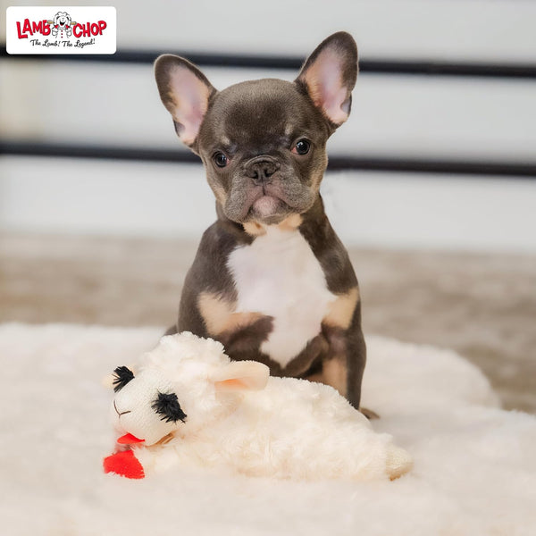 Multipet Lamb Chop Dog Plush Toy - Squeaky Toy for All Dogs - Extra Soft Plush - Stuffed Animal Dog Toy for Cuddling & Playing - Cute Pet Toy (6",