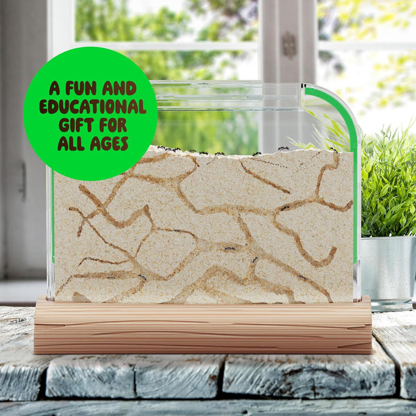 Dan&Darci Ant Farm Kit for Kids - Farms Colony - Includes Ants Voucher - Sand Habitat Kits - Bug Terrarium House - Educational Science Gifts for