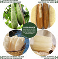 Natural Shower Loofah Sponge, Bath Exfoliating Loofa Body Scrubber, 5.5 “Soft and Easy Foaming Spa Lufa Sponges (3 Pack) 3 Count (Pack of 1)