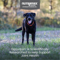 Nutramax Dasuquin Joint Supplement for Large Dogs, Soft Chews, 84ct | Glucosamine and Chondroitin Soft Chews for Large Dogs, with ASU, Supports
