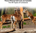 100% Natural Himalayan Rock Deer Salt Licking Block - Animal Licking Mineral Salt Block, Natural Feed Salts Bricks For Deer and Livestock Animals