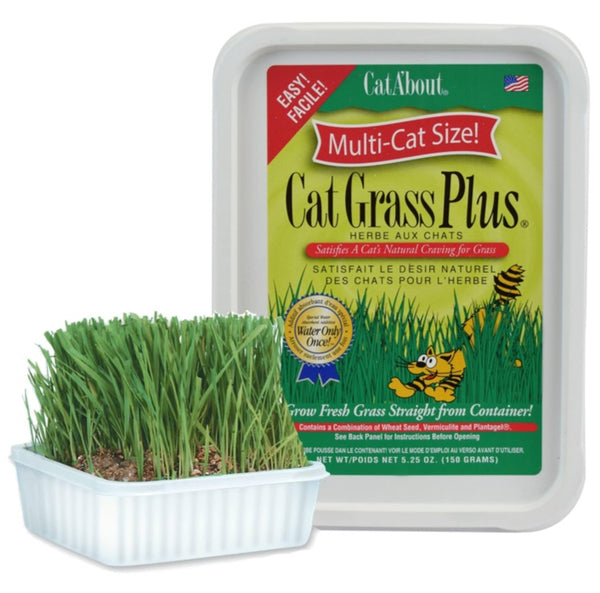 Miracle Care Cat A'bout Cat Grass Kit, 5.25 Ounce | Easy to Grow Seeds + Planter for Indoor Cats, Natural Fiber Aids Digestion, Reduces Hairballs,