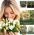 100+ Climbing Jasmine Flower Seeds Fragrant Plant for Planting Garden Home Four Seasons Evergreen Silver Jasmine Garden Balcony Climbing Flower