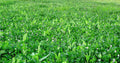Whitetail Institute FUSION Deer Food Plot Seed for Spring or Fall Planting, Blend of Clover and Chicory for Maximum Deer Attraction, Heat, Cold