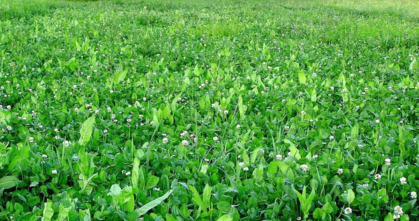 Whitetail Institute FUSION Deer Food Plot Seed for Spring or Fall Planting, Blend of Clover and Chicory for Maximum Deer Attraction, Heat, Cold