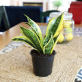 Altman Plants Live Snake Plant (Superba), Approx. 13" Tall, Virtually Indestructible, Easy Succulent Houseplant, 4 in Pot Sansevieria Superba