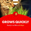 Miracle Care Cat A'bout Cat Grass Kit, 5.25 Ounce | Easy to Grow Seeds + Planter for Indoor Cats, Natural Fiber Aids Digestion, Reduces Hairballs,