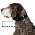 Buckle-Down 6-9" St. Pat'S Black/Green Plastic Clip Collar, Narrow Small 1/2" Wide - Fits 6-9" Neck - Small
