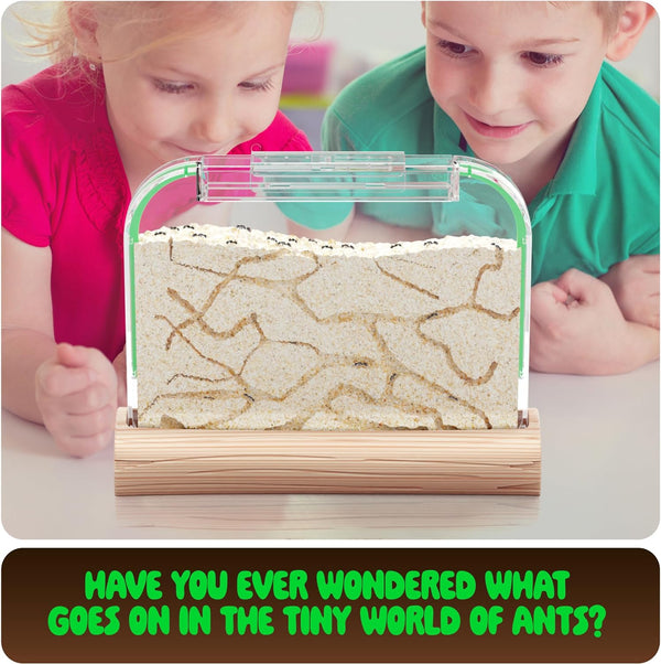 Dan&Darci Ant Farm Kit for Kids - Farms Colony - Includes Ants Voucher - Sand Habitat Kits - Bug Terrarium House - Educational Science Gifts for