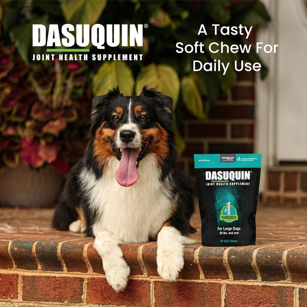 Nutramax Dasuquin Joint Supplement for Large Dogs, Soft Chews, 84ct | Glucosamine and Chondroitin Soft Chews for Large Dogs, with ASU, Supports