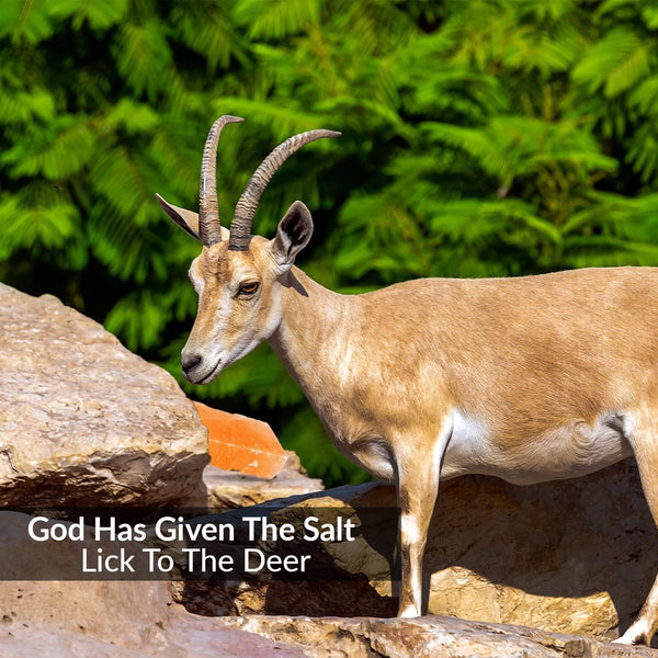 100% Natural Himalayan Rock Deer Salt Licking Block - Animal Licking Mineral Salt Block, Natural Feed Salts Bricks For Deer and Livestock Animals