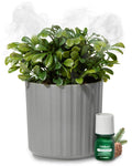 Lifelines Plant Diffuser with Essential Oil Blend - Modern Planter, Succulent - Rechargeable Aromatherapy Diffuser, Artificial Faux Plants Home &