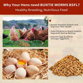 BUNTIE WORMS Dried Black Soldier Fly Larvae 5LB, High Protein Chicken Feed, 100% Natural Non-GMO – Treat for Chicken More Calcium Than Mealworms,