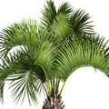 JobeÃ¢ÂÂS Organics Granular Fertilizer, Organic Fertilizer for Palm Trees and Plants, 4 Lbs Bag