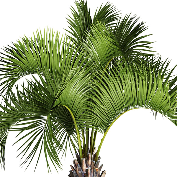 JobeÃ¢ÂÂS Organics Granular Fertilizer, Organic Fertilizer for Palm Trees and Plants, 4 Lbs Bag