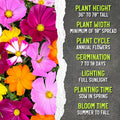 Seed Needs Flower Seeds Cosmos Original Crazy Blend 10+ Varieties Bulk Pack Medium Pack Crazy Cosmos Mix
