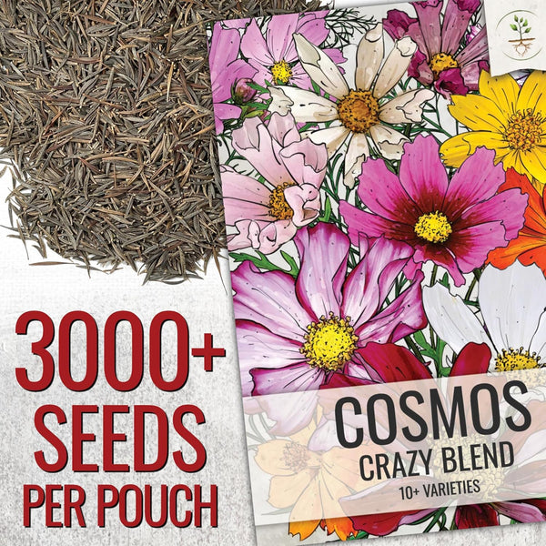 Seed Needs Flower Seeds Cosmos Original Crazy Blend 10+ Varieties Bulk Pack Medium Pack Crazy Cosmos Mix