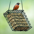 Kaytee Wild Bird Seed & Mealworm Seed Cake Food For Bluebirds, Chickadees, Woodpeckers and More, 1.4 Pound 1.4 Pound (Pack of 1)