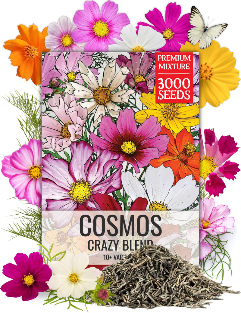 Seed Needs Flower Seeds Cosmos Original Crazy Blend 10+ Varieties Bulk Pack Medium Pack Crazy Cosmos Mix