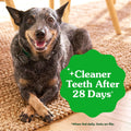 Greenies Original Petite Natural Dental Care Dog Treats, 6 Oz. Pouch (10 Treats)