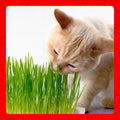 Miracle Care Cat A'bout Cat Grass Kit, 5.25 Ounce | Easy to Grow Seeds + Planter for Indoor Cats, Natural Fiber Aids Digestion, Reduces Hairballs,