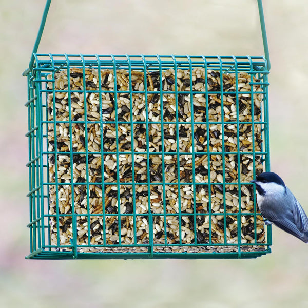 Kaytee Wild Bird Seed & Mealworm Seed Cake Food For Bluebirds, Chickadees, Woodpeckers and More, 1.4 Pound 1.4 Pound (Pack of 1)