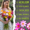 Seed Needs Flower Seeds Cosmos Original Crazy Blend 10+ Varieties Bulk Pack Medium Pack Crazy Cosmos Mix