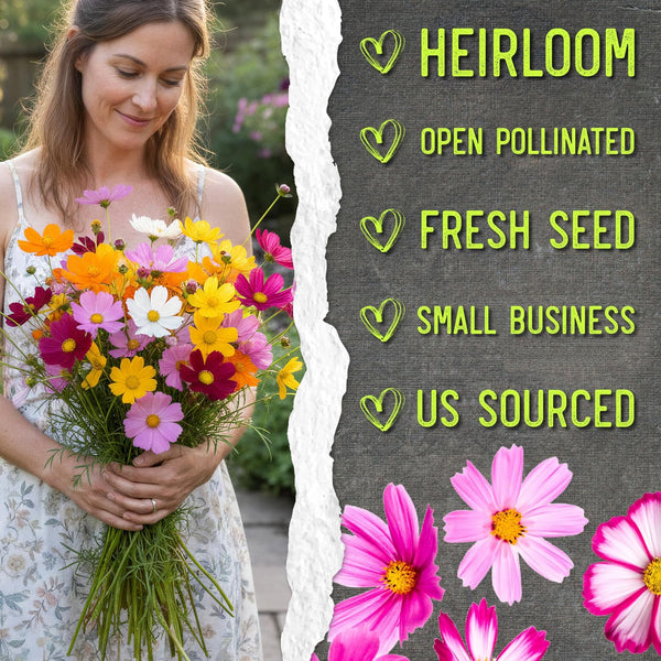 Seed Needs Flower Seeds Cosmos Original Crazy Blend 10+ Varieties Bulk Pack Medium Pack Crazy Cosmos Mix
