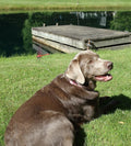 Clip-On Natural & Organic Concept Deer and Horse Fly Deterrent - Designed in Canada