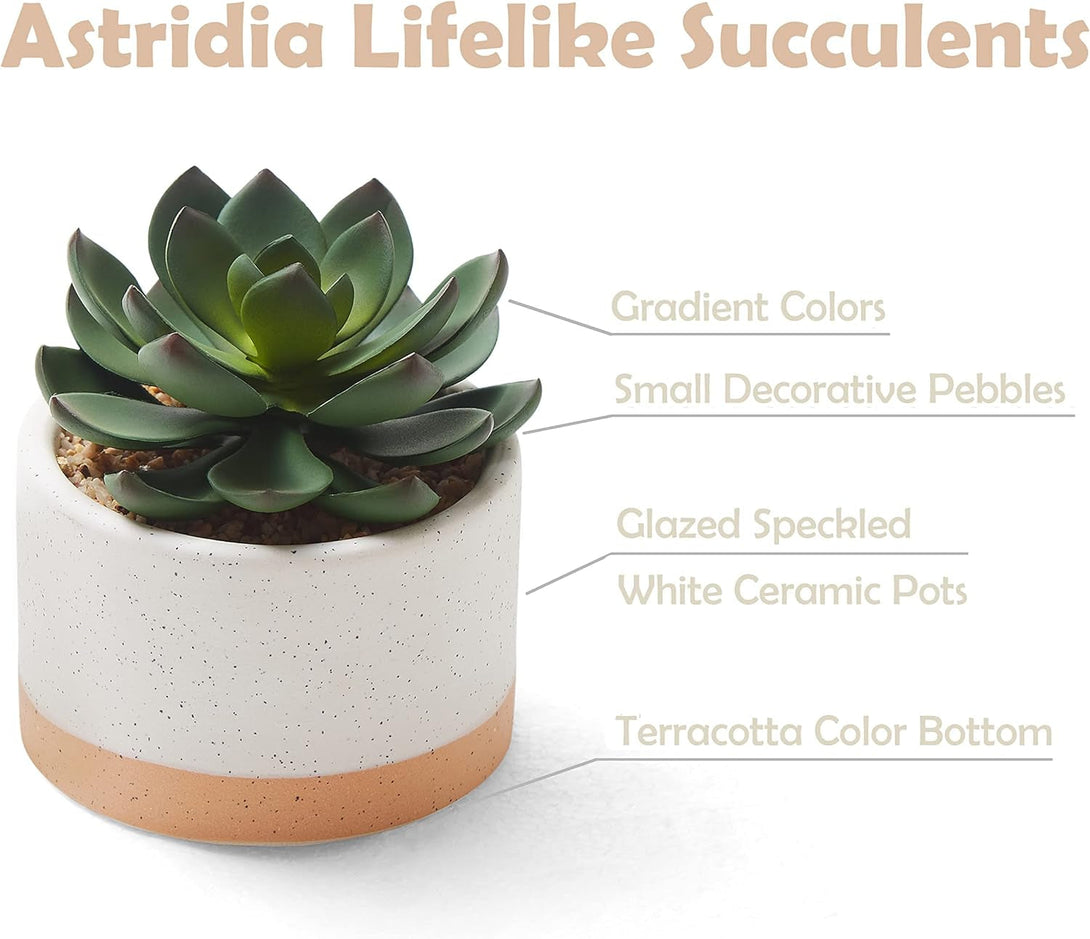 Artificial Succulent Plants in Ceramic Pots, Faux Assorted Succulents Fake Cactus Plants for Home Decor, Bedroom, Office, Desk, Living Room, Set of 3…