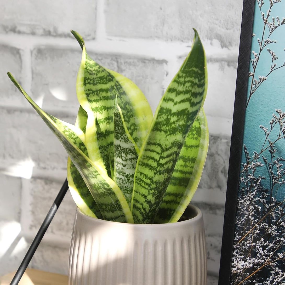 Altman Plants, Live Snake Plant, Sansevieria Trifasciata Superba, Fully Rooted Indoor House Plant in Pot, Mother in Law Tongue Sansevieria Plant, Potted Succulent Plant, Houseplant in Potting Soil