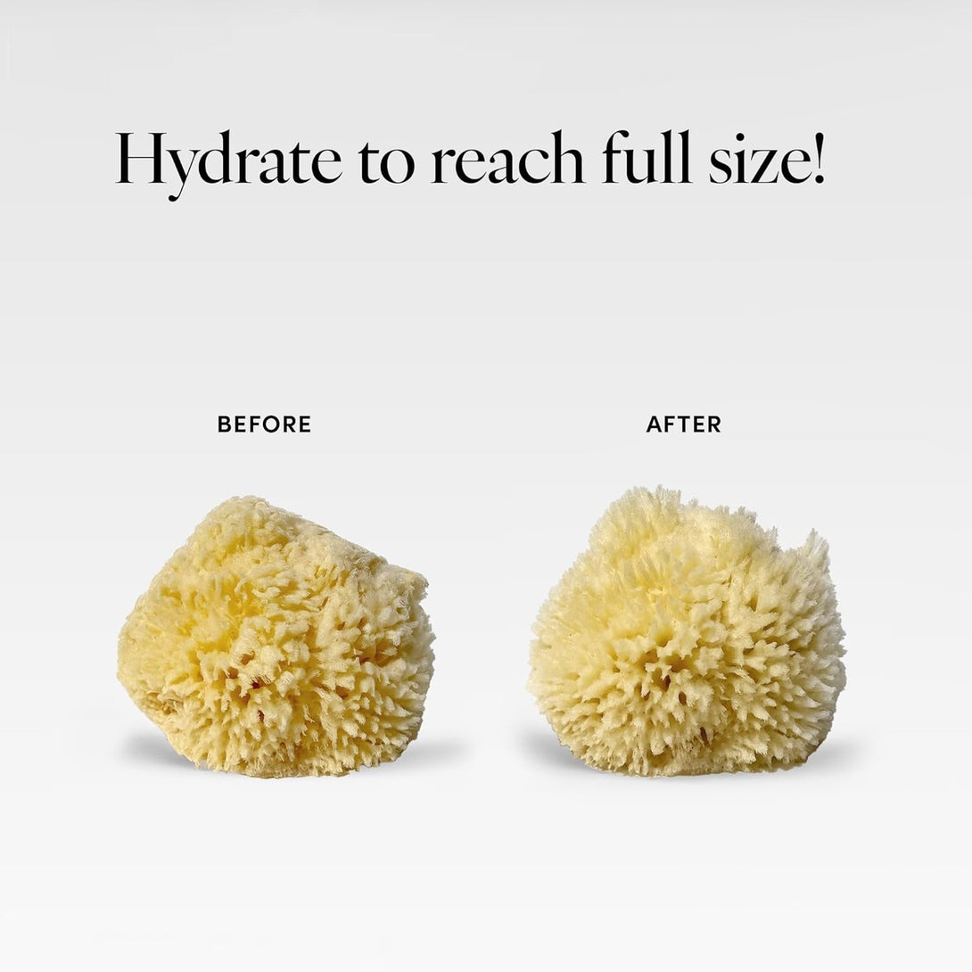 LATHER - Natural Sea Wool Sponge, 4-5" - Organic Exfoliating Body Scrubber - Soft, Gentle Cleansing - Hypoallergenic - All Skin Types - Florida Natural Loofah Sponge - Cruelty Free - Beauty & Skincare