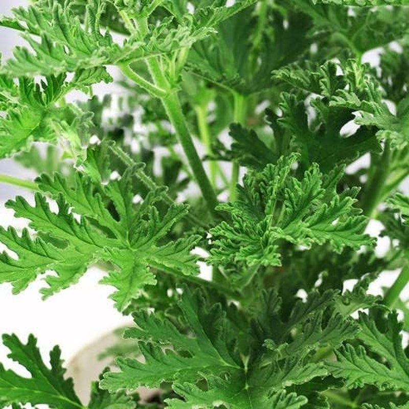 1500 Citronella Plant Seeds Citronella Plant Seeds Home Heirloom Garden Perennial Plant Seeds for Planting