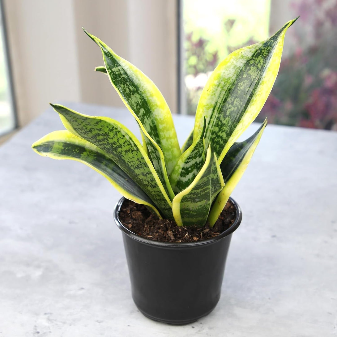 Altman Plants, Live Snake Plant, Sansevieria Trifasciata Superba, Fully Rooted Indoor House Plant in Pot, Mother in Law Tongue Sansevieria Plant, Potted Succulent Plant, Houseplant in Potting Soil
