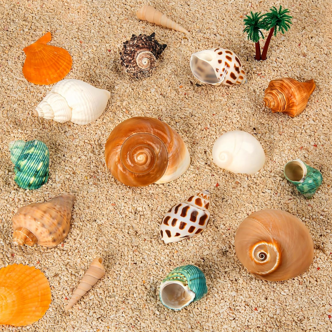 12PCS Hermit Crab Shells | Natural Sea Conch Size 1.6"-3.2" | Growth Turbo for Small to Medium and Large Crabs, Saltwater Hermit Crab Supplies and Sea Shell for Beach Decor